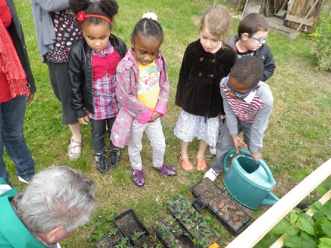 Les petits pois et les couges ont bien germé